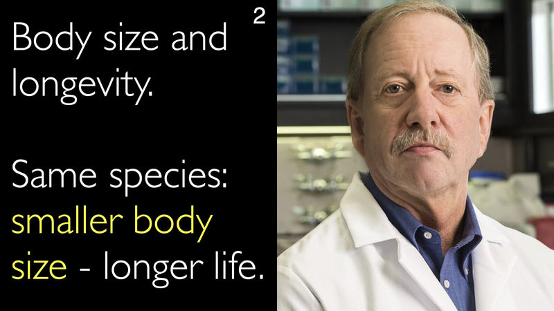Body size and longevity. Same species: smaller body size - longer life. 2